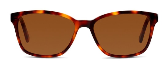 CN EF22 (HR) Sunglasses Brown / Tortoise Shell